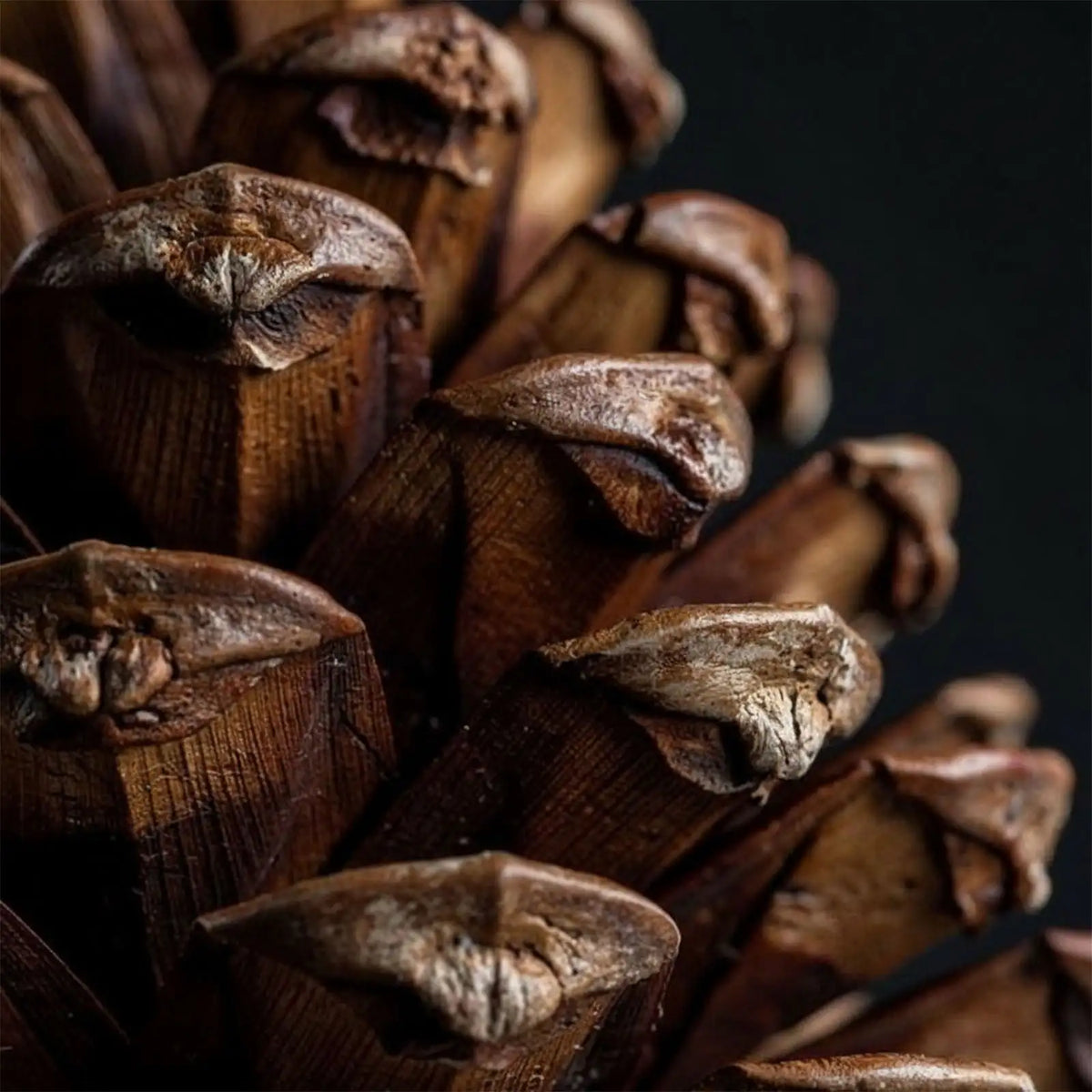 CEDARWOOD