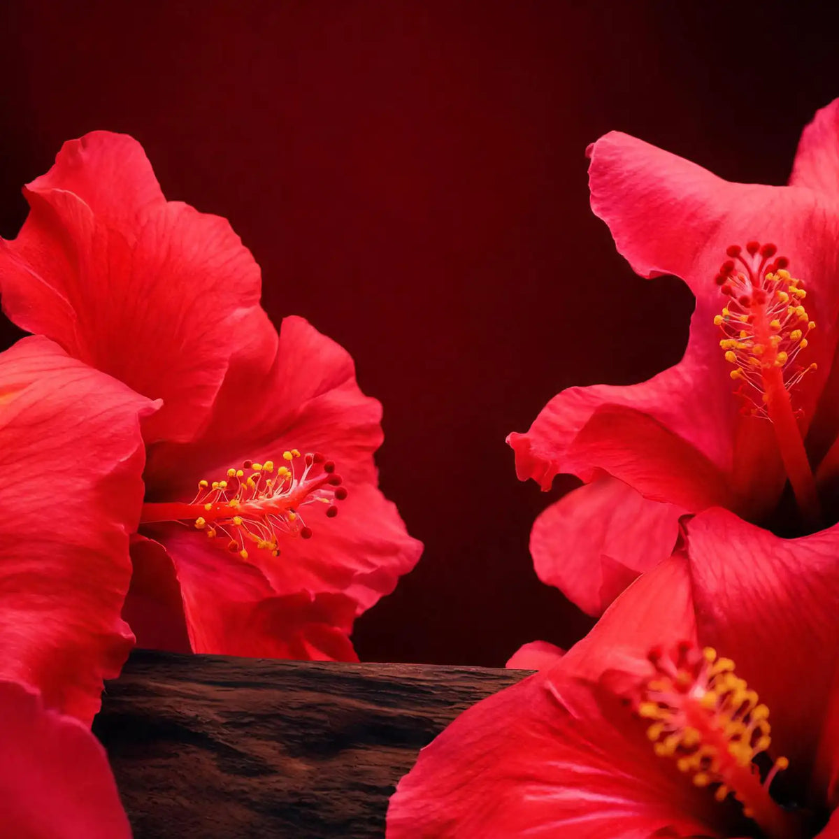 HIBISCUS