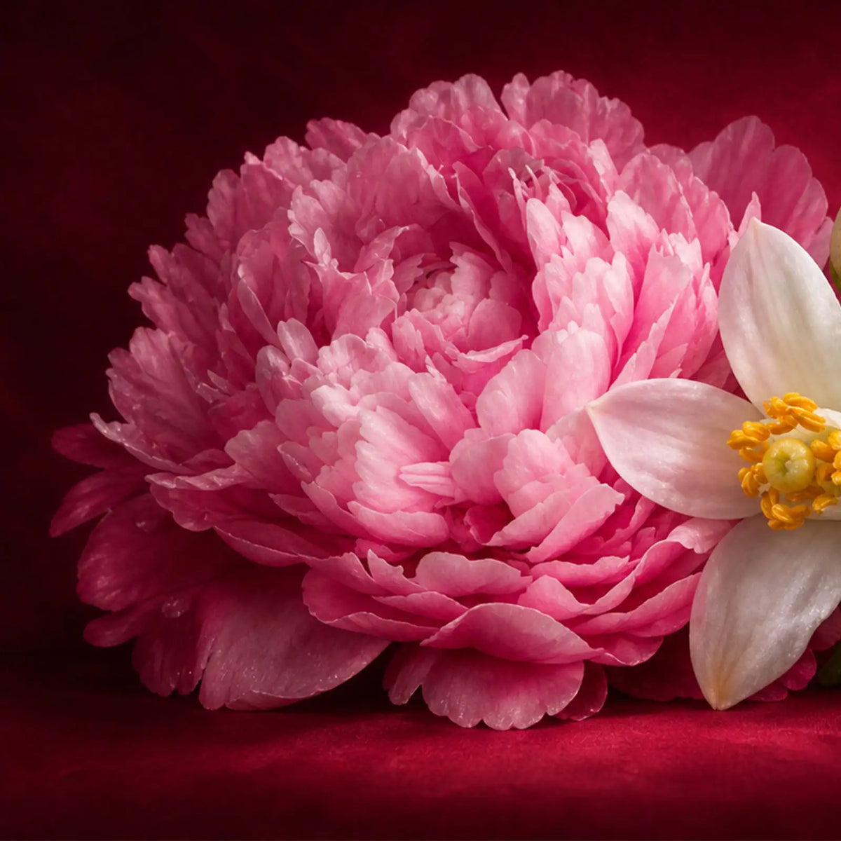 PEONY